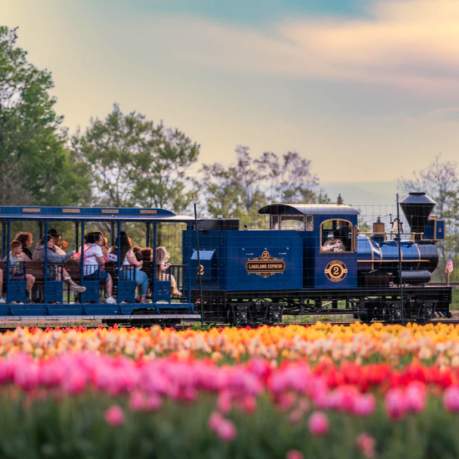 The Lakeland Express driving through a tulip field at Lakeland Orchard