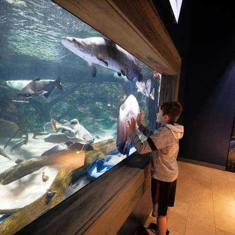 Stingrays at the Electric City Aquarium & Reptile Den