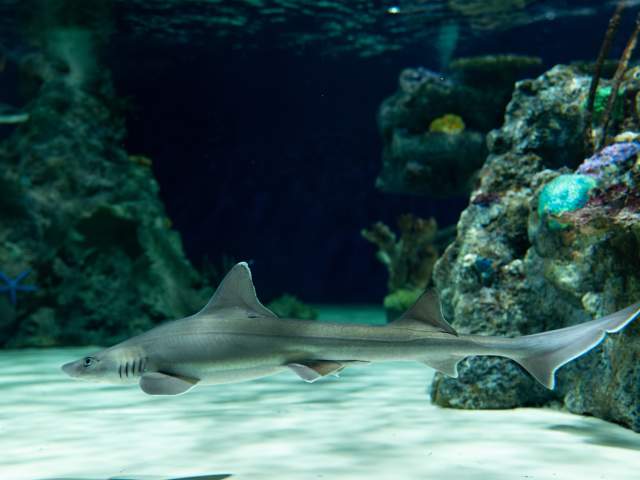 Shark at the Electric City Aquarium & Reptile Den in Scranton, PA