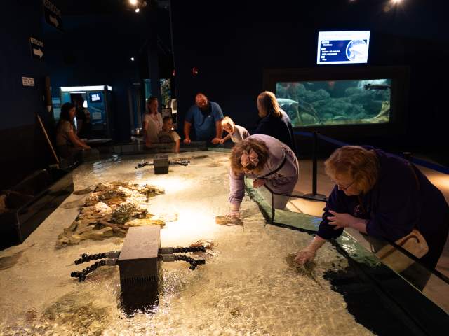 People at the touch tank in the Electric City Aquarium in Downtown Scranton, PA