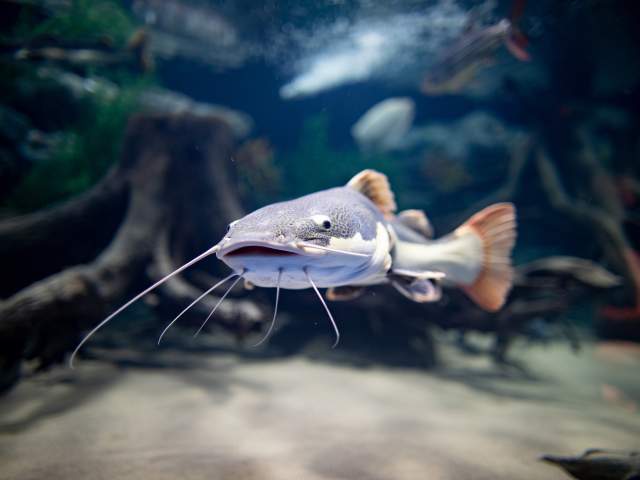 Fish at the Electric City Aquarium in Downtown Scranton, PA