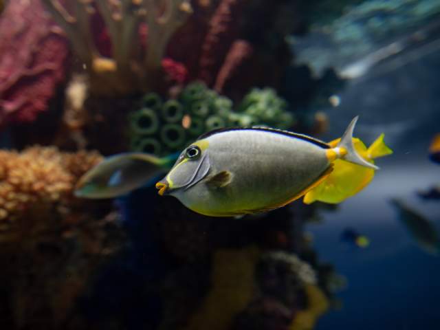 Fish at the Electric City Aquarium in Downtown Scranton, PA