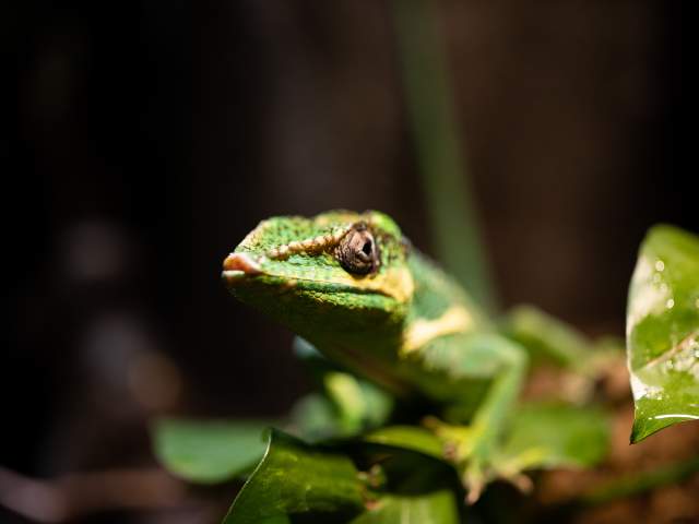 A lizard at the Electric City Aquarium in Downtown Scranton, PA
