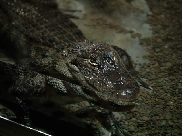 A crocodile at the Electric City Aquarium in Downtown Scranton, PA