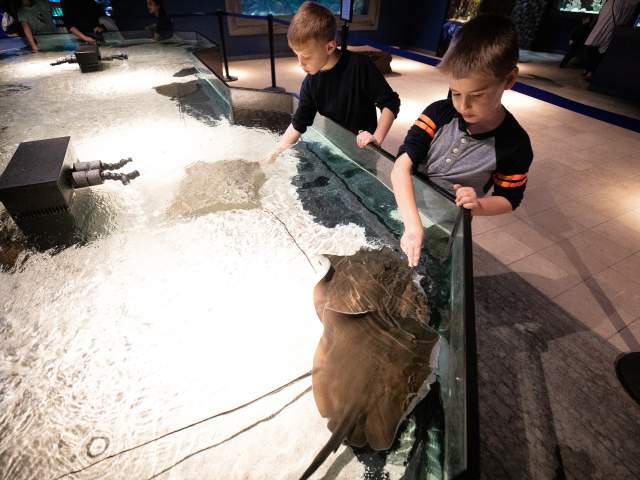 Kids touching stingrays at the Electric City Aquarium & Reptile Den in downtown Scranton, PA