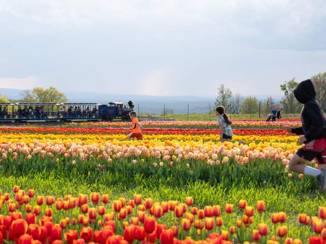 Kids strolling through a field of flowers at Lakeland Orchard & Cidery in Scott Township, PA