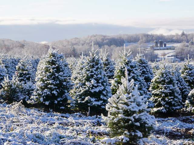 Christmas Tree Farm with snow at Lakeland Orchard & Cidery in Scott Township, PA