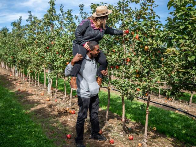 A couple picking apples at Lakeland Orchard & Cidery