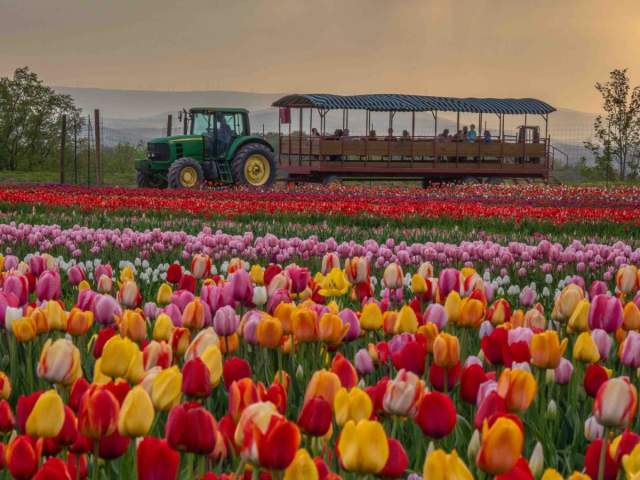 A tractor driving in the background of a tulip field at Lakeland Orchard