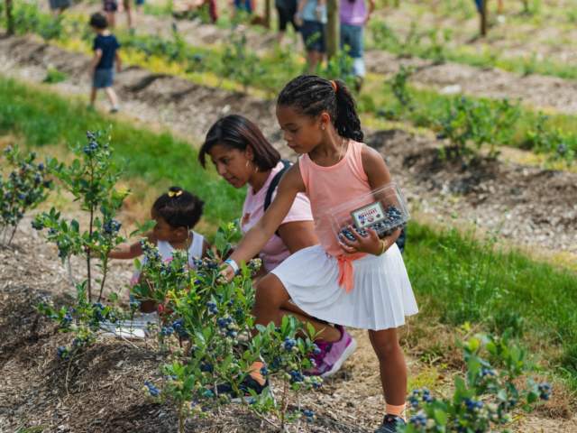 A family picking blueberries at Lakeland Orchard & Cidery in Scott Township, PA