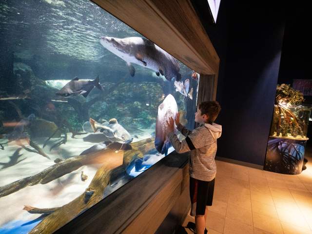 Stingrays at the Electric City Aquarium & Reptile Den