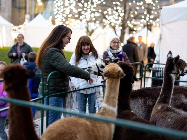 women petting alpacas at the Lackawanna Winter Market in Downtown Scranton, PA