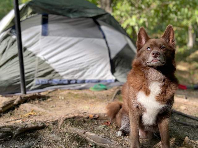 Dog-Friendly Camping at Lackawanna State Park in North Abington Township, PA