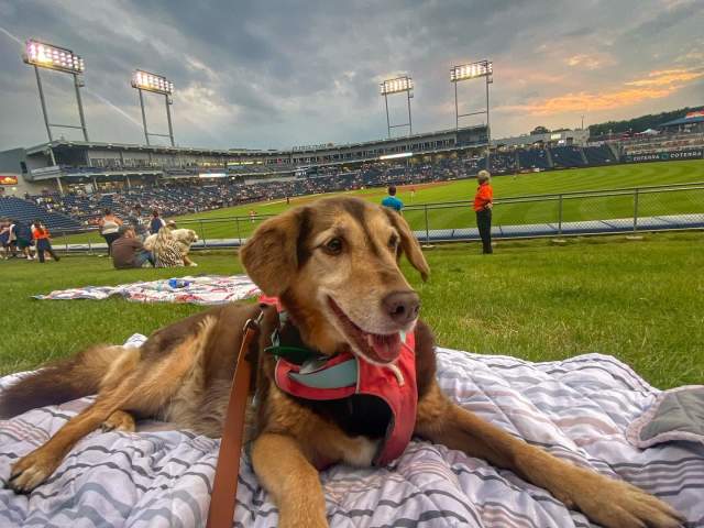 Bark in the Park at the SWB RailRiders in Moosic, PA