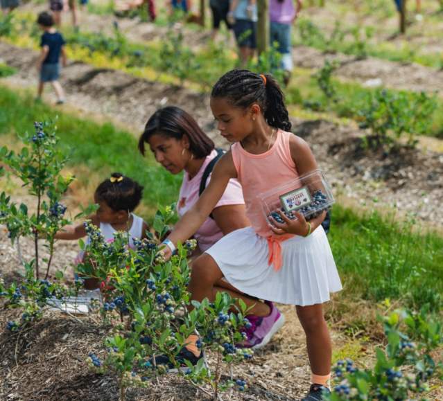 A family picking blueberries at Lakeland Orchard & Cidery in Scott Township, PA