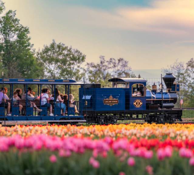 The Lakeland Express driving through a tulip field at Lakeland Orchard