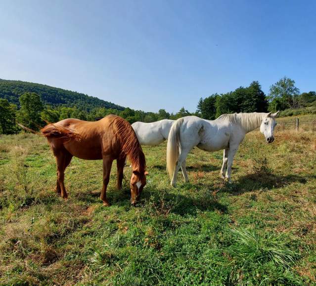 Indraloka Animal Sanctuary in Dalton, PA