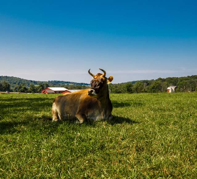 Indraloka Animal Sanctuary in Dalton, PA