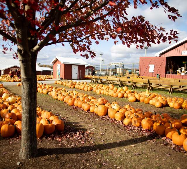 Roba Family Farms