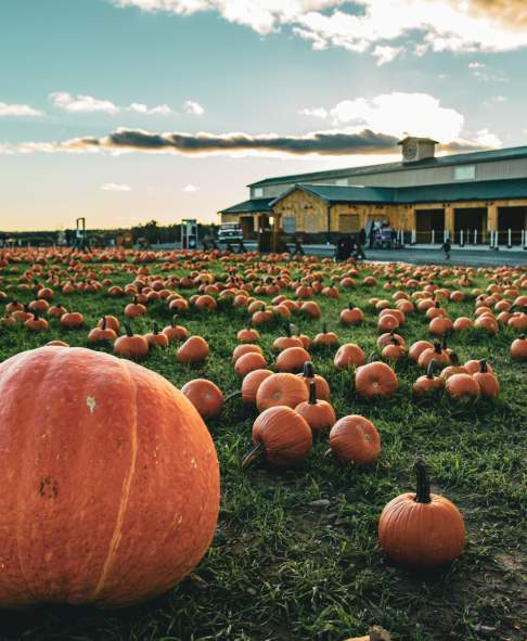 Lakeland Orchard & Cidery