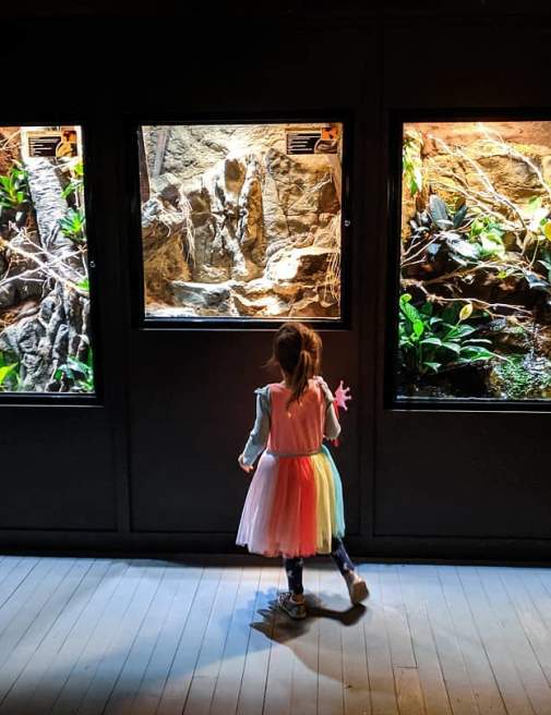 Child standing in front of reptile display window at the Electric City Aquarium & Reptile Den in downtown Scranton, PA