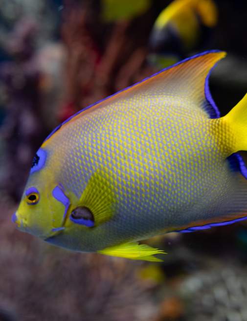 Fish at Electric City Aquarium & Reptile Den