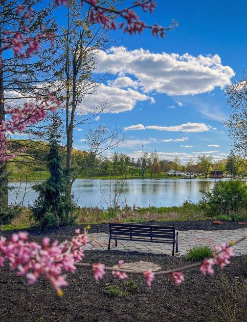 Spring Tree Blossoms overlooking Eston Wilson Lake at Hillside Park