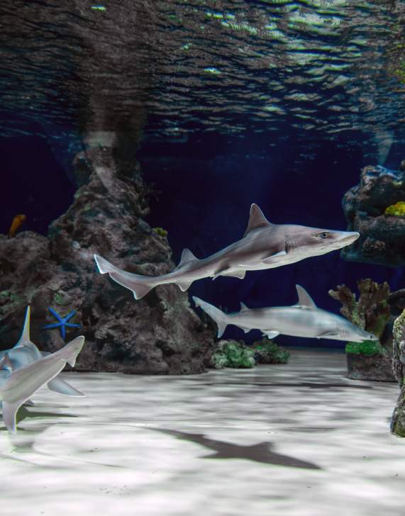 A Day at Electric City Aquarium & Reptile Den