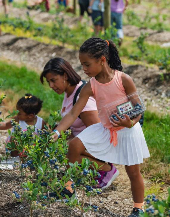 A family picking blueberries at Summer Fest at Lakeland Orchard & Cidery in Scott Township, PA