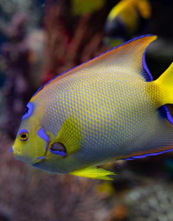 Fish at Electric City Aquarium & Reptile Den
