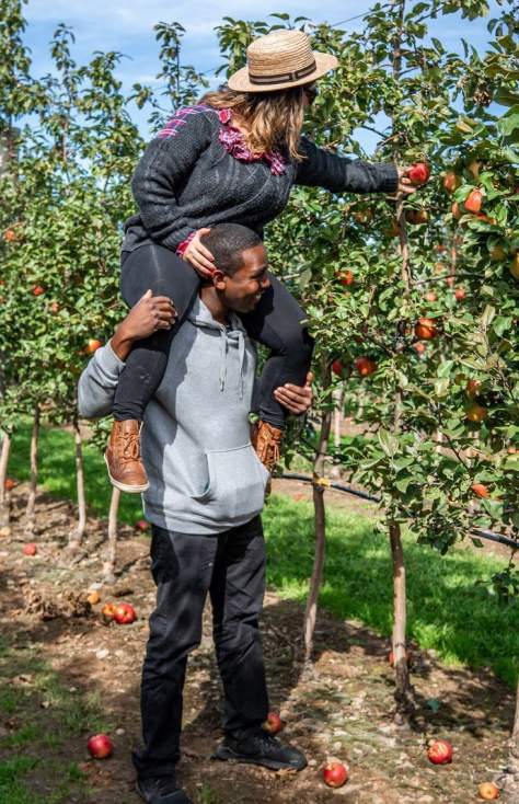 A couple picking apples at Lakeland Orchard & Cidery