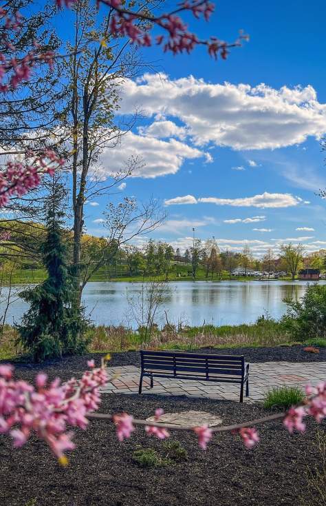 Spring Tree Blossoms overlooking Eston Wilson Lake at Hillside Park