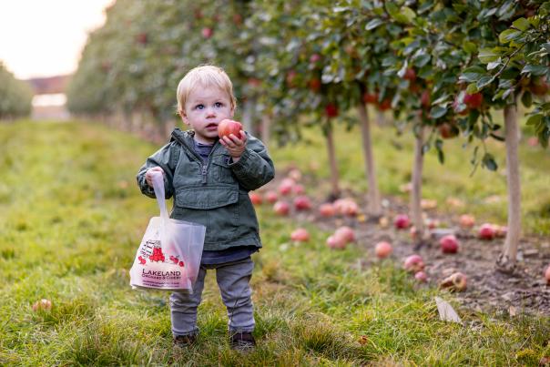 Apple picking at Lakeland Orchard & Cidery in Scott Township, PA