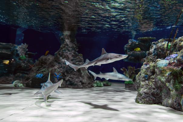 Sharks swimming at the Electric City Aquarium & Reptile Den in downtown Scranton, PA