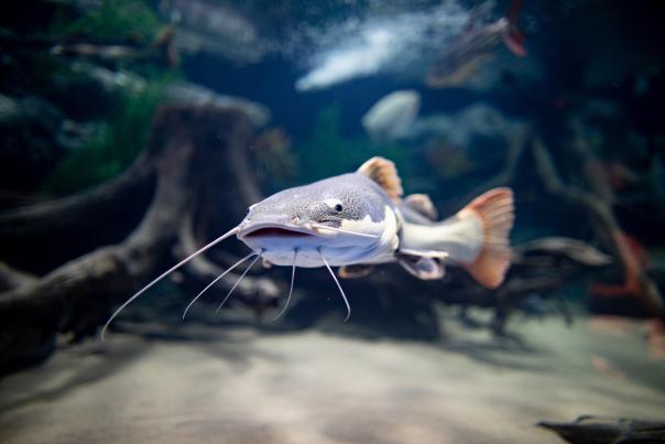 Fish at the Electric City Aquarium in Downtown Scranton, PA