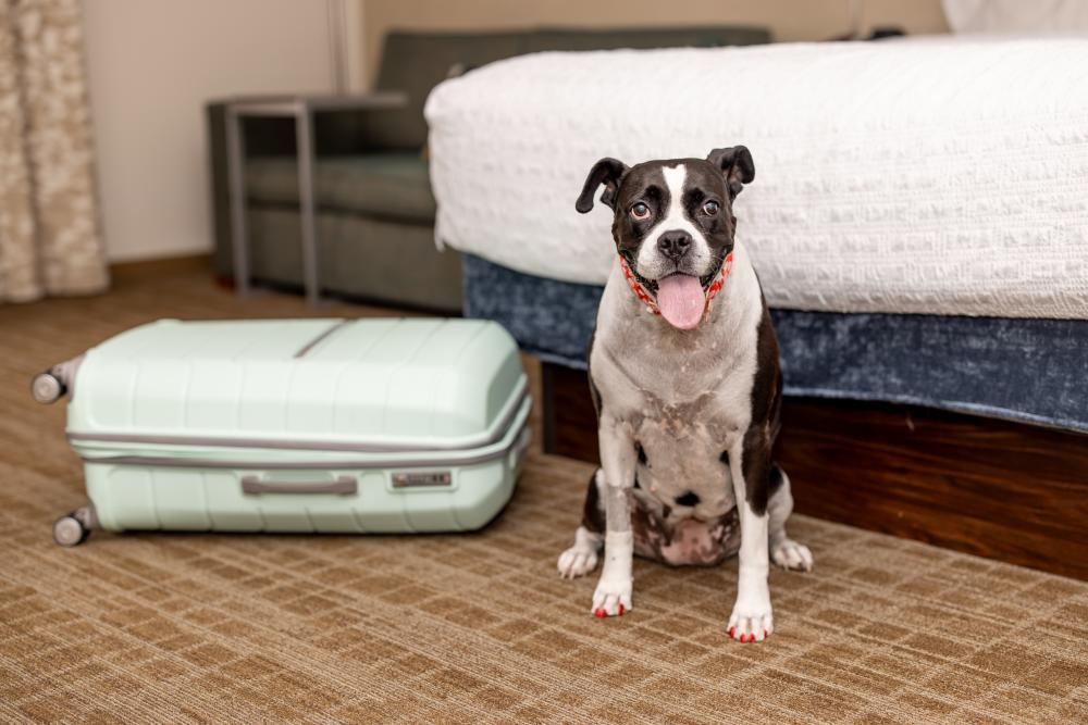 Dog Friendly Room at the Hampton Inn Scranton Montage