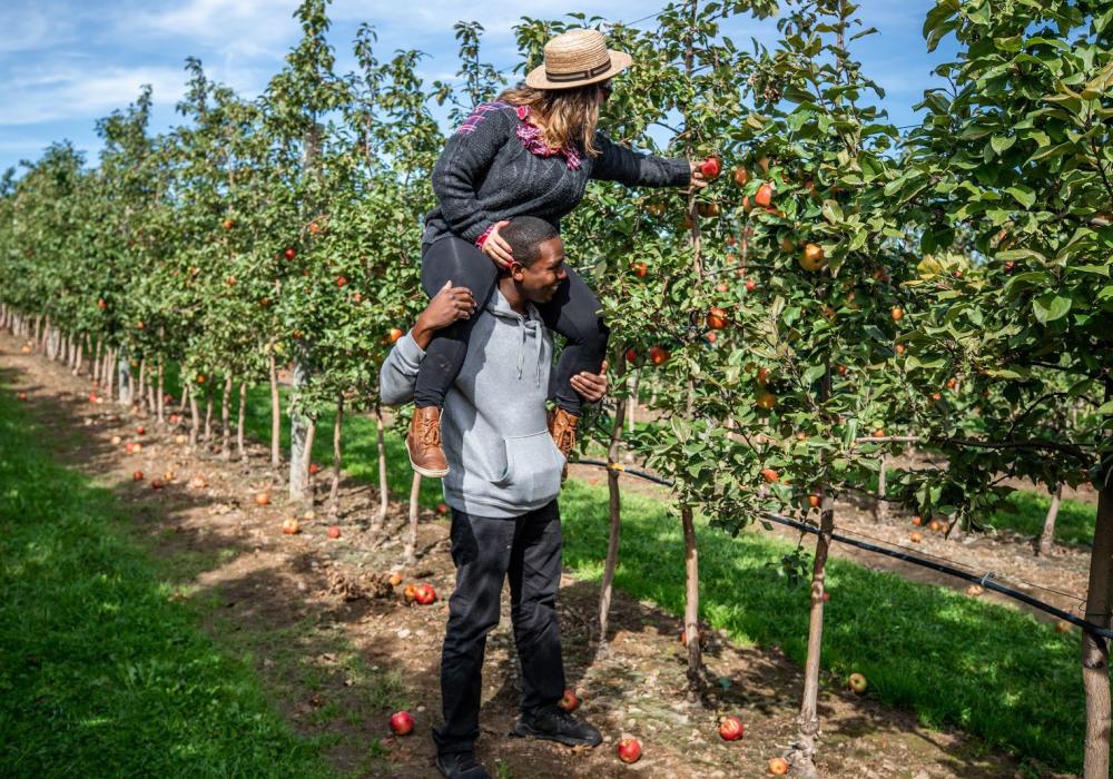 A couple picking apples at Lakeland Orchard & Cidery