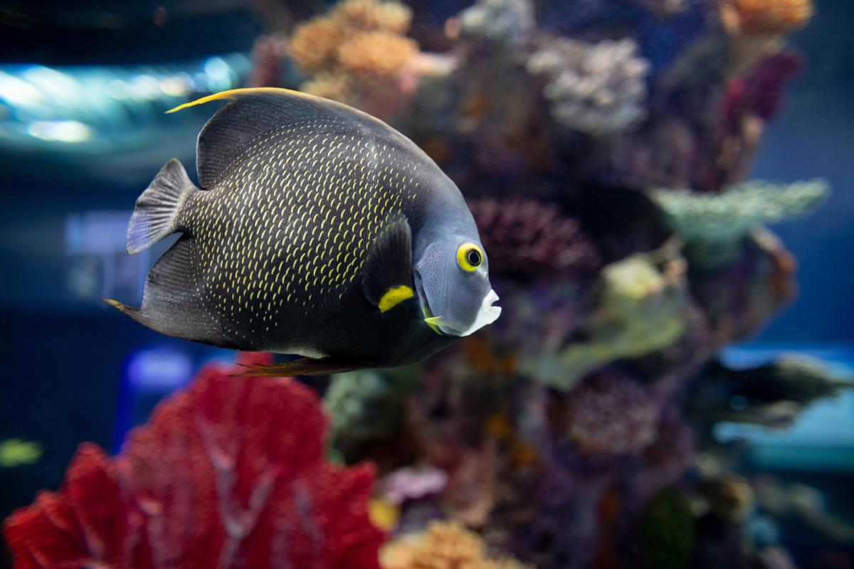 Fish at the Electric City Aquarium in Downtown Scranton, PA