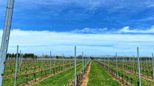Osprey's Dominion Vineyards