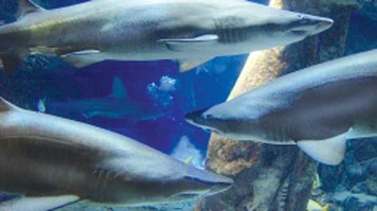 Long Island Aquarium