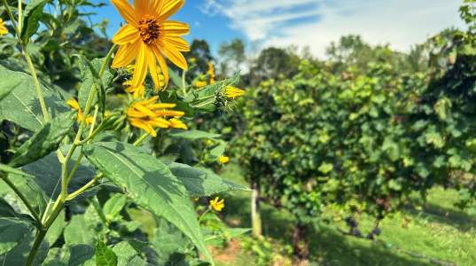 The Old Field Vineyards