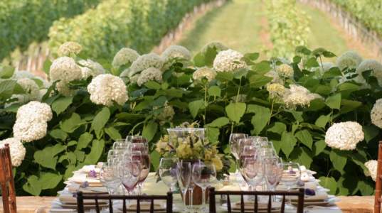 Wolffer Estate Vineyard