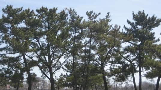 Heckscher State Park Beach