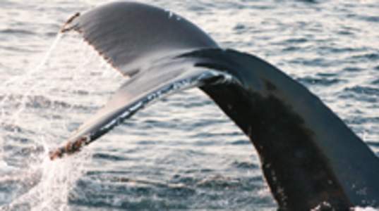 Coastal Research and Education Society of Long Island, Inc.