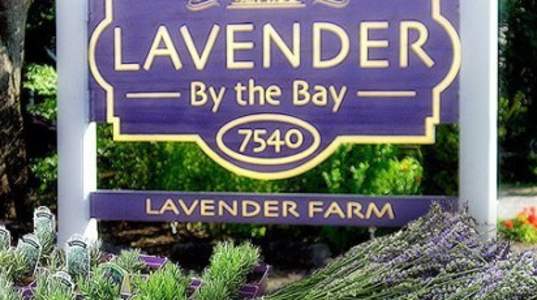 Lavender by the Bay