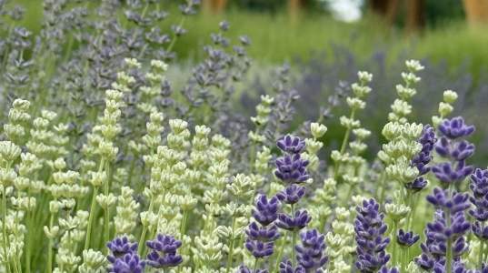 Lavender by the Bay Calverton