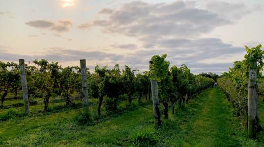 North Cliff Vineyards