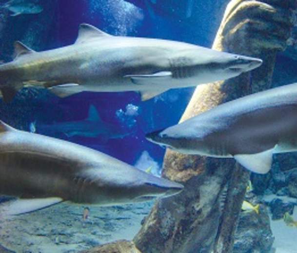 Long Island Aquarium