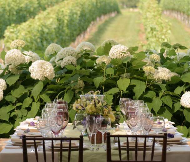 Wolffer Estate Vineyard