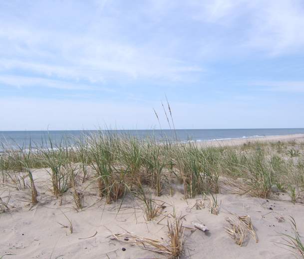 Coopers Beach